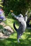 gato6.jpg