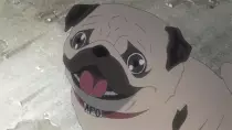 digporter/pug.gif