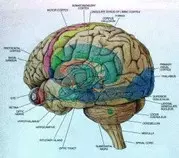 Lab3-3/cogstudies.jpg