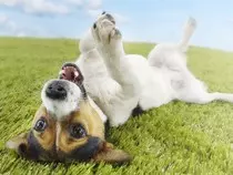 happydog.jpg