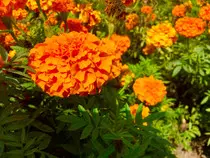 marigold_web.jpg