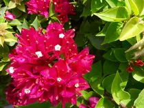 pink_flower_web.jpg
