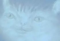 janny.jpg