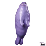 sealmov.gif