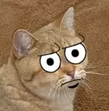 seriouscat.png