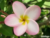 img/flor1.jpg