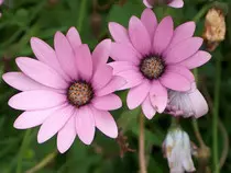 img/flor2.jpg