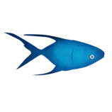 img/pez2.png