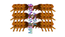 Blog/jungle02.png