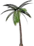 Blog/palm-tree.png