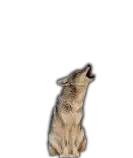 NA/coyote02.png