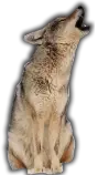 NA/coyote03.png