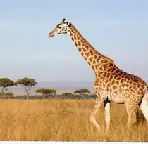TUTORIAL_FOLDER/giraffe.jpg