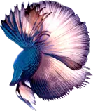 VR_webStuff/room+12/2D/FishFin-L.png