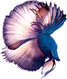 VR_webStuff/room+12/2D/FishFin.png