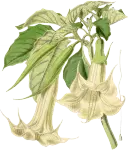 boro02.png
