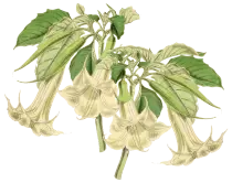 borro.png
