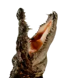 croc05.gif