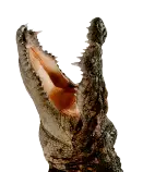 croc06.gif