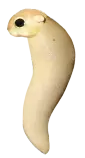 eggs/bC-L.png