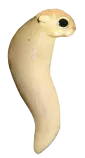 eggs/bC.png