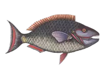 fish.png