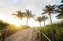 Nature-Palmtrees.jpg
