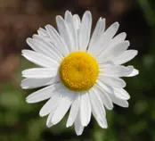 flower.png