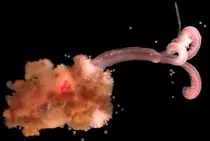 worm/pic1.jpg