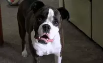 dogs test/boxer1.png