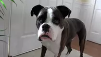 dogs test/boxer2.png