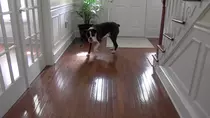 dogs test/boxer3.png