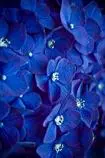 Images/orchid.jpg