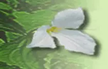 mod8/images/trilliumlogo.gif