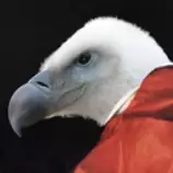 deusvulture128.png