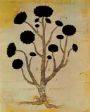 shadowflower.jpg