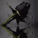 rosanegra.gif