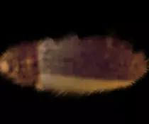 FirstPart.jpg
