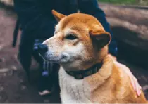 Dog/images/dog1-u140.png