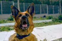 Dog/images/dog3.jpg