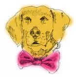 Dog/images/dog4.jpg
