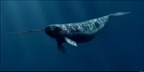 Narwhal.jpg