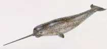 Narwhal1.jpg