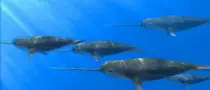 Narwhal2.jpg