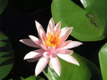 p2p_ob_m2/nenufar1.jpg