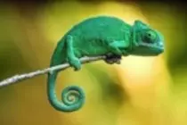 Entrega Modulo2 P2P/img/chameleon1.jpg