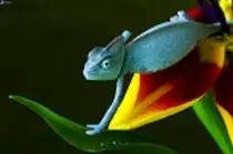 Entrega Modulo2 P2P/img/chameleon2.jpg