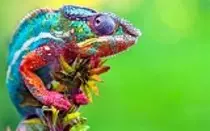Entrega Modulo2 P2P/img/chameleon3.jpg