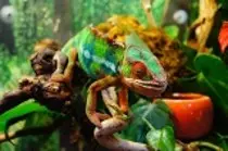 Entrega Modulo2 P2P/img/chameleon4.jpg