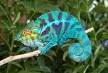 Entrega Modulo2 P2P/img/chameleon5.jpg